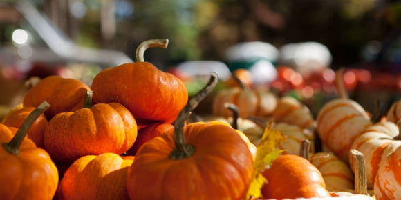 Paint a Pumpkin!
